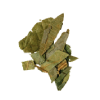 Loquat Leaf