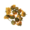 Chrysanthemum Flower